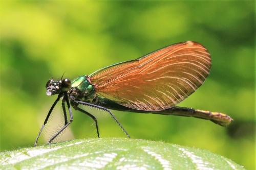 Calopteryx virgo